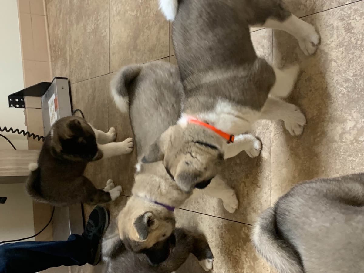 Akita Puppies breeder image 51