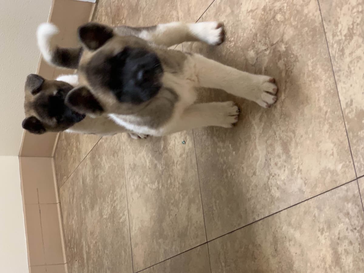 Akita Puppies breeder image 52