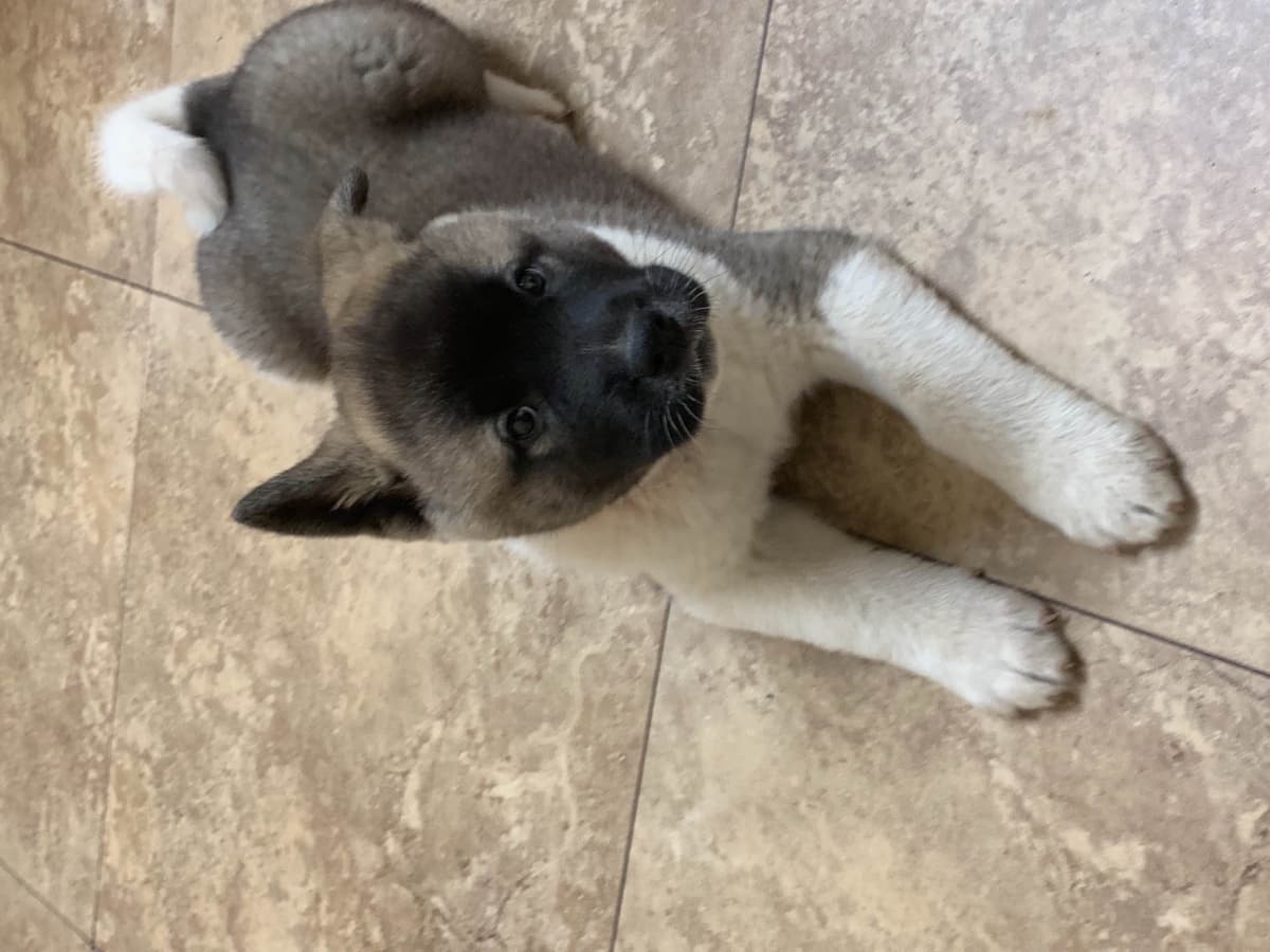 Akita Puppies breeder image 56