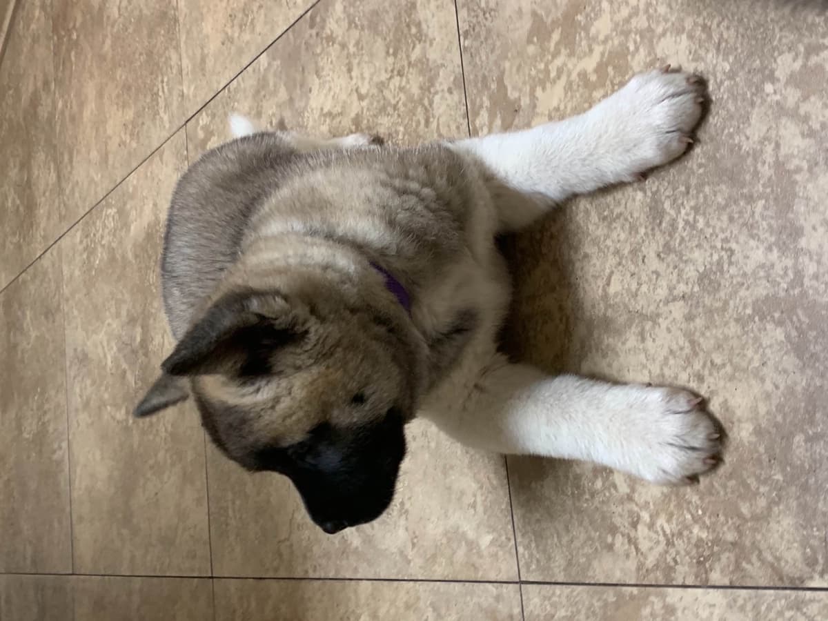 Akita Puppies breeder image 57
