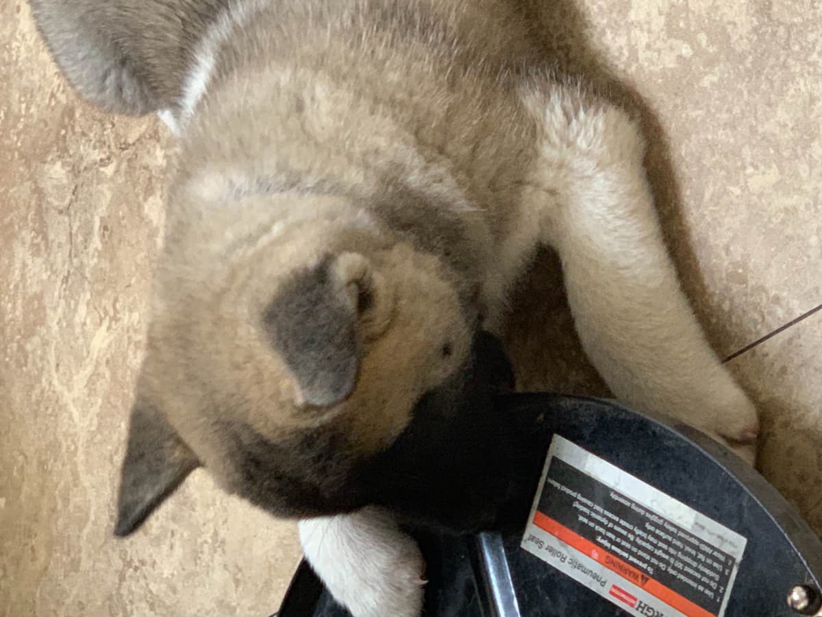 Akita Puppies breeder image 58