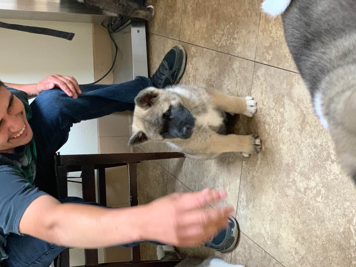 Akita Puppies breeder image 59