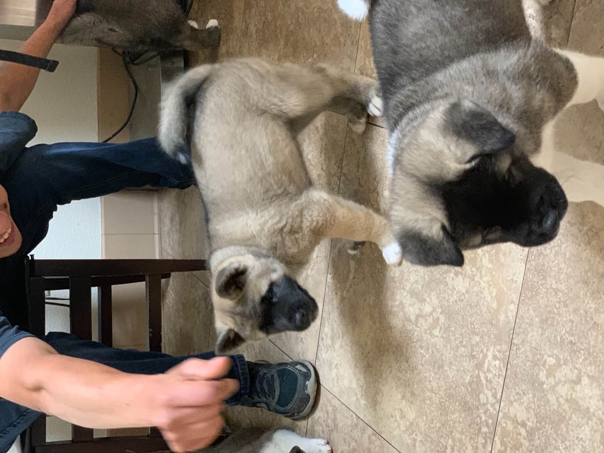 Akita Puppies breeder image 61