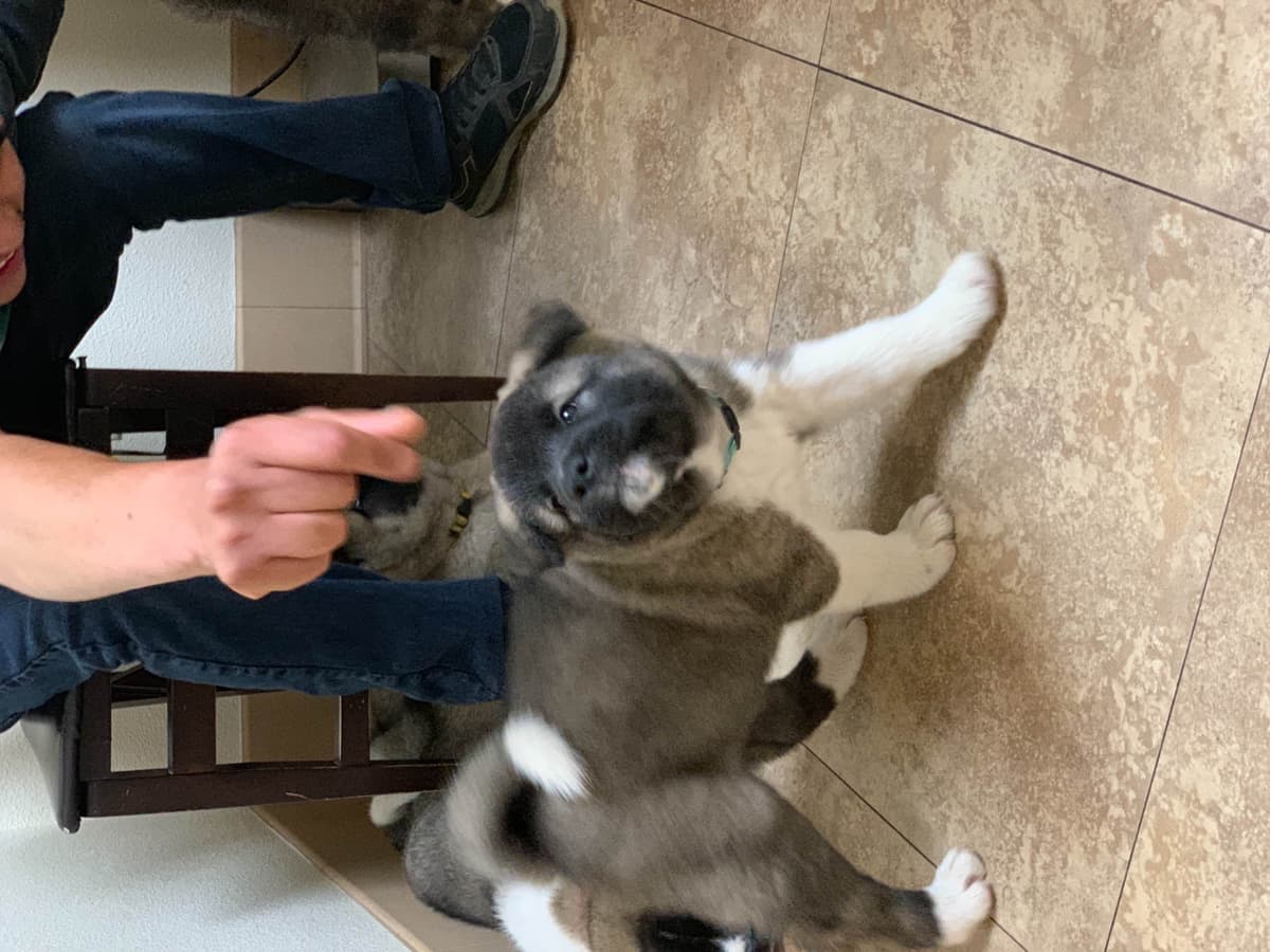 Akita Puppies breeder image 3