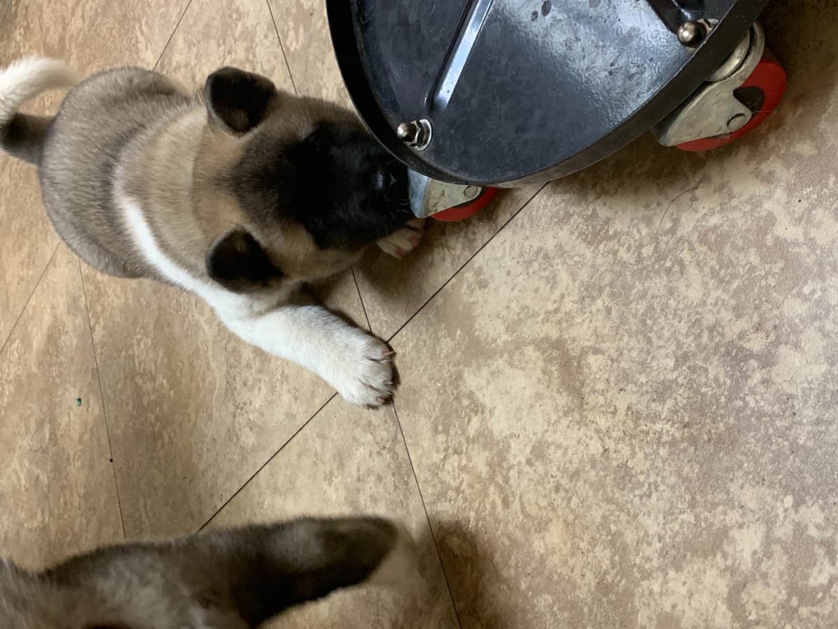 Akita Puppies breeder image 62