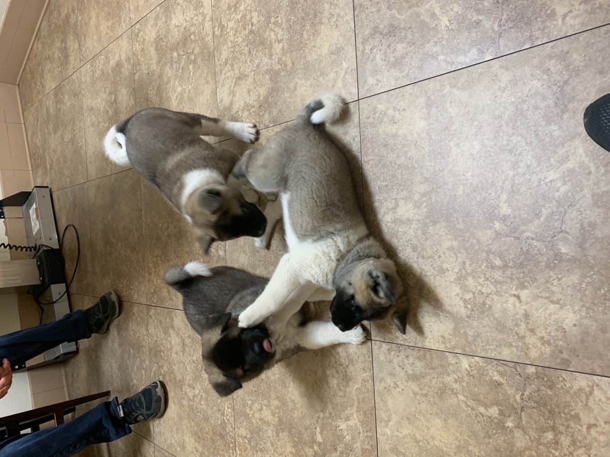 Akita Puppies breeder image 2