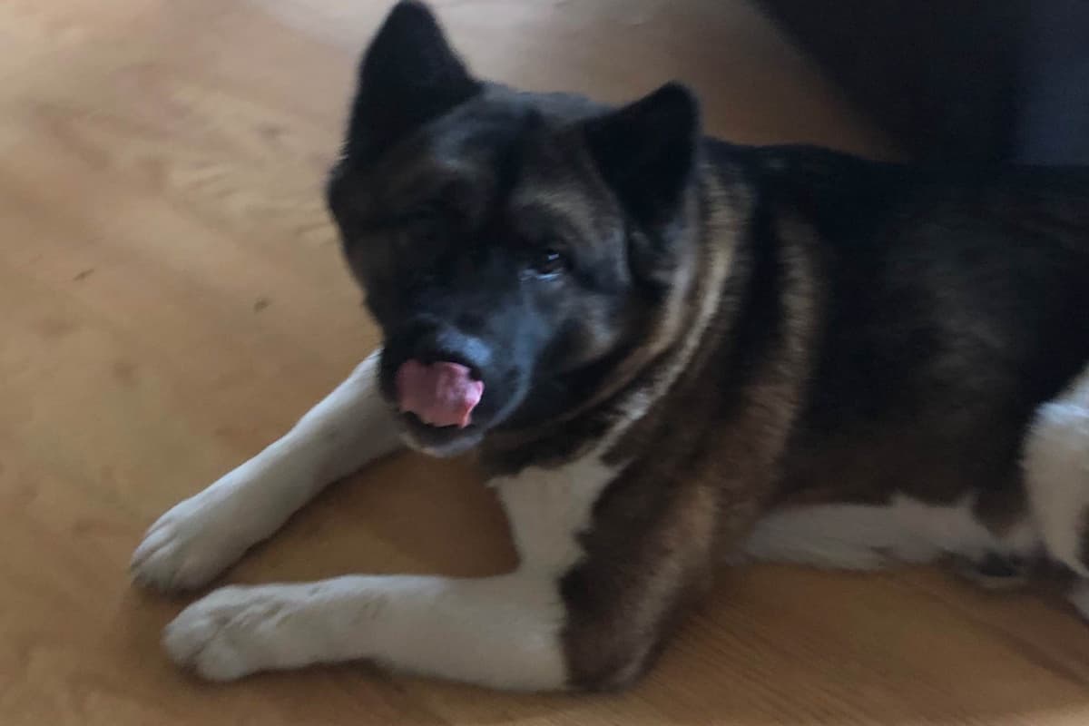 Akita Puppies breeder image 6