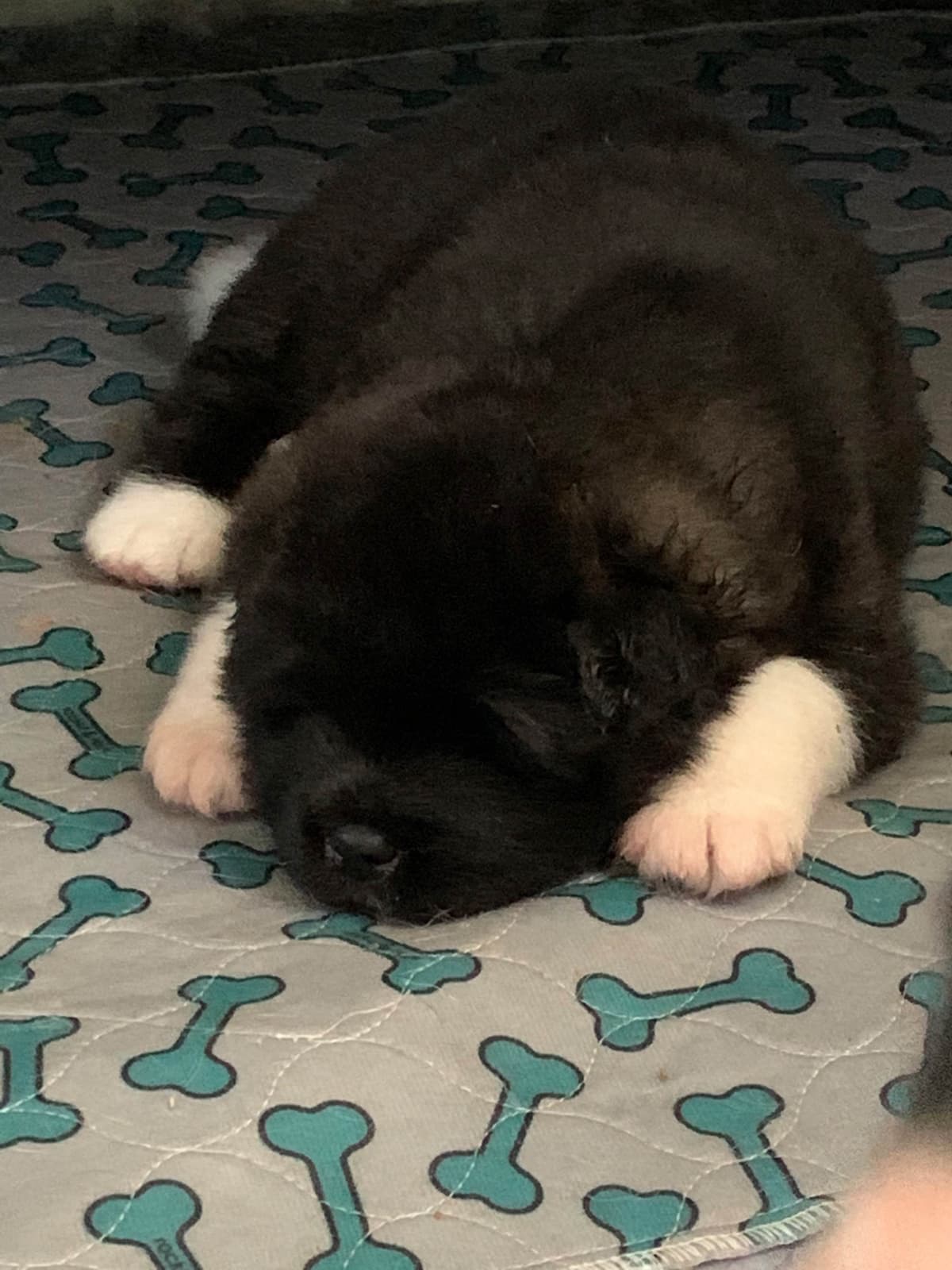 Akita Puppies breeder image 7