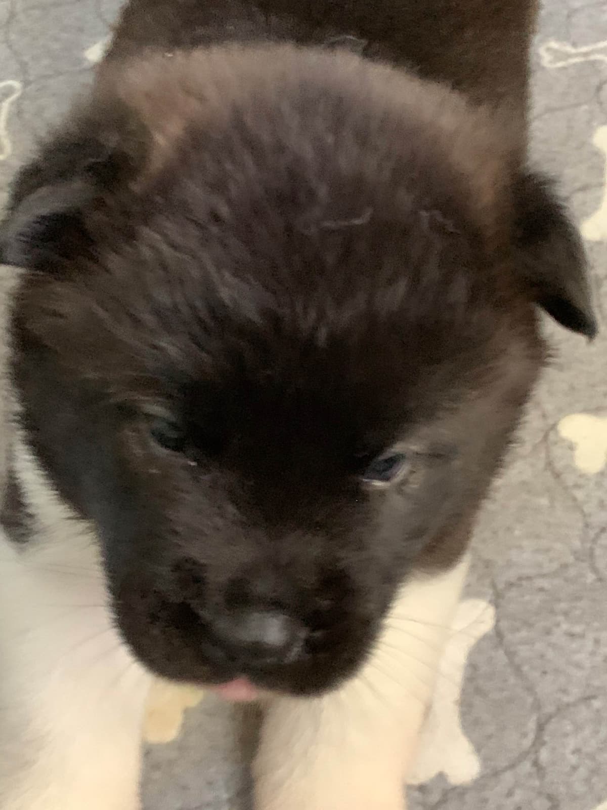 Akita Puppies breeder image 8