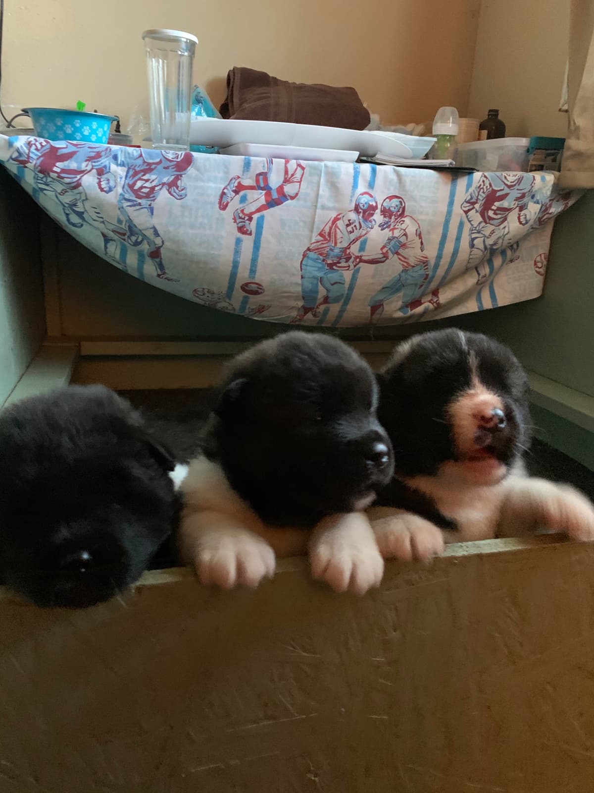 Akita Puppies breeder image 10