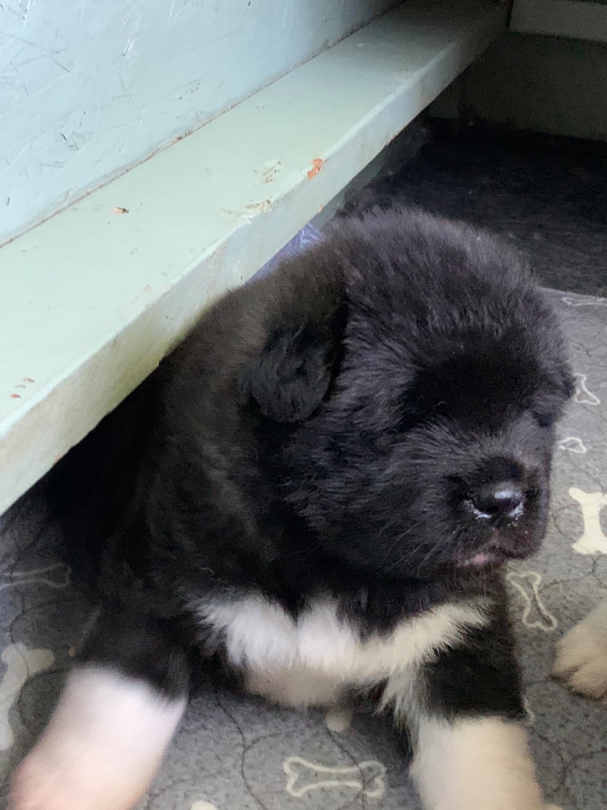 Akita Puppies breeder image 9