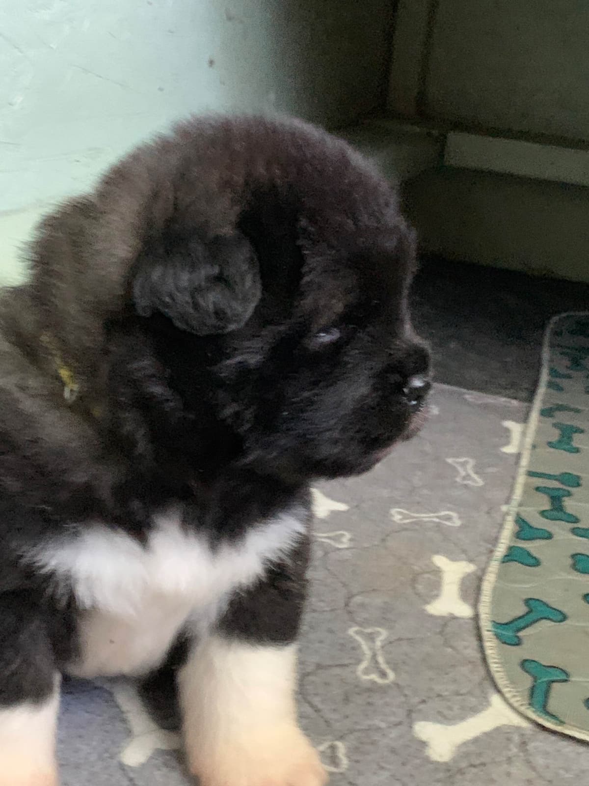 Akita Puppies breeder image 12