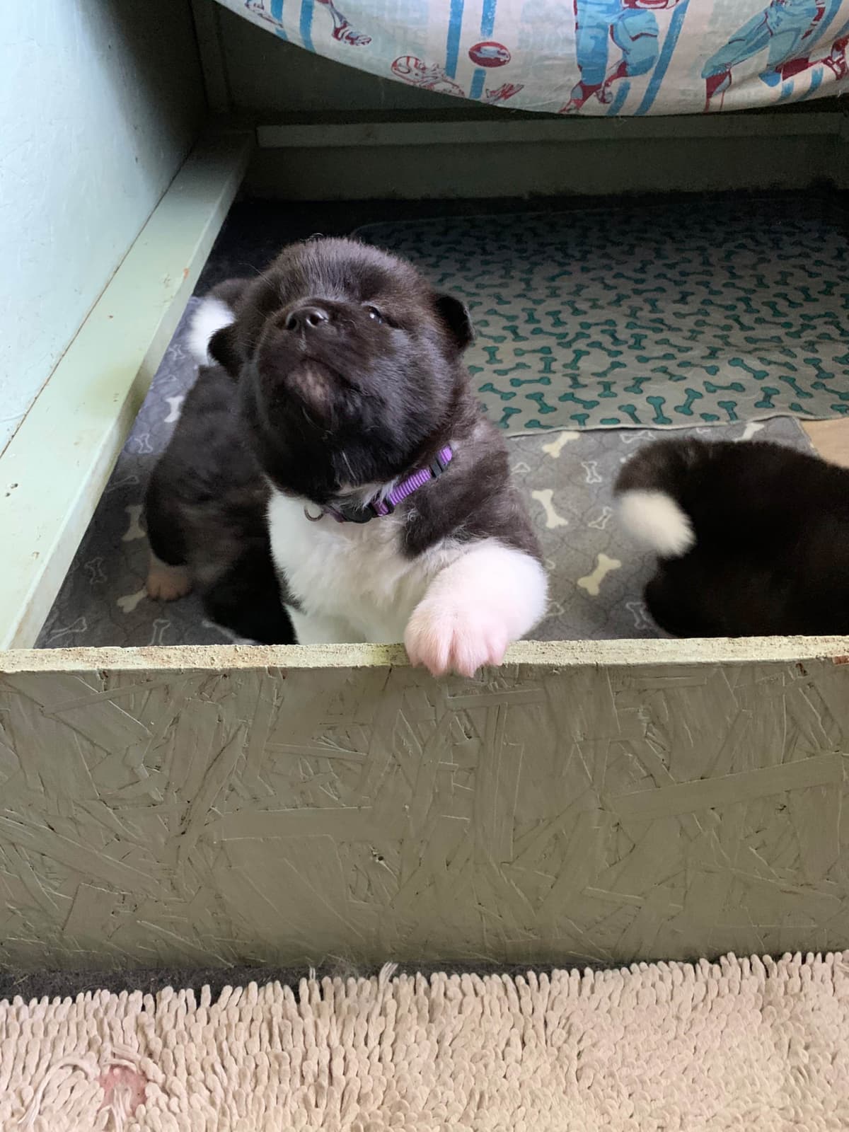 Akita Puppies breeder image 13