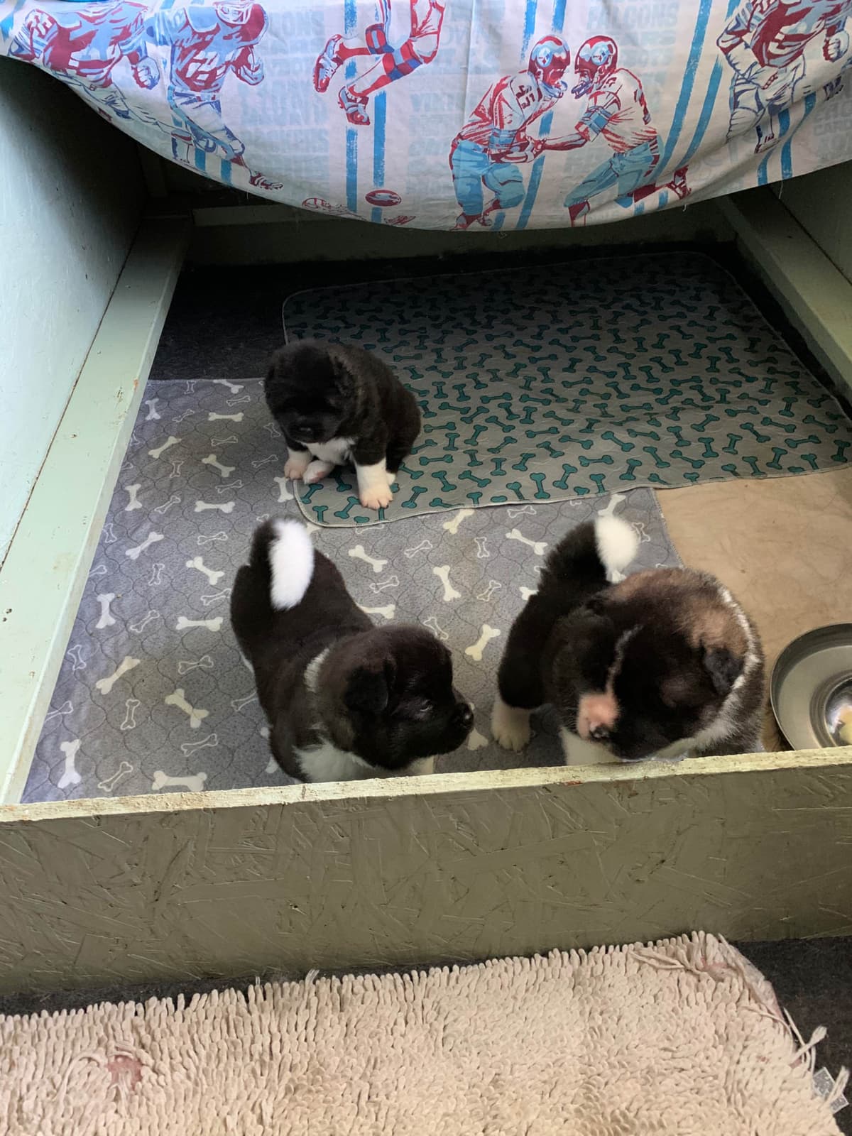 Akita Puppies breeder image 14