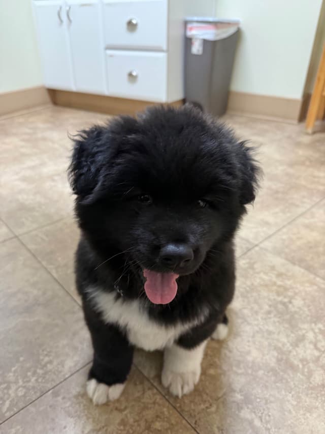 Akita Puppies media 2