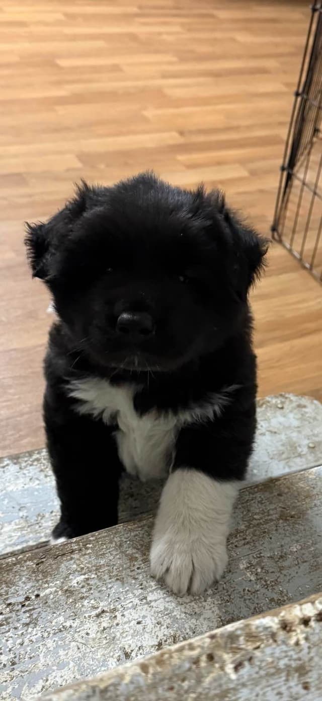 Akita Puppies media 3