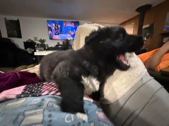 Akita Puppies media 4