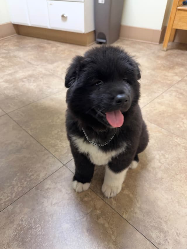 Akita Puppies media 5