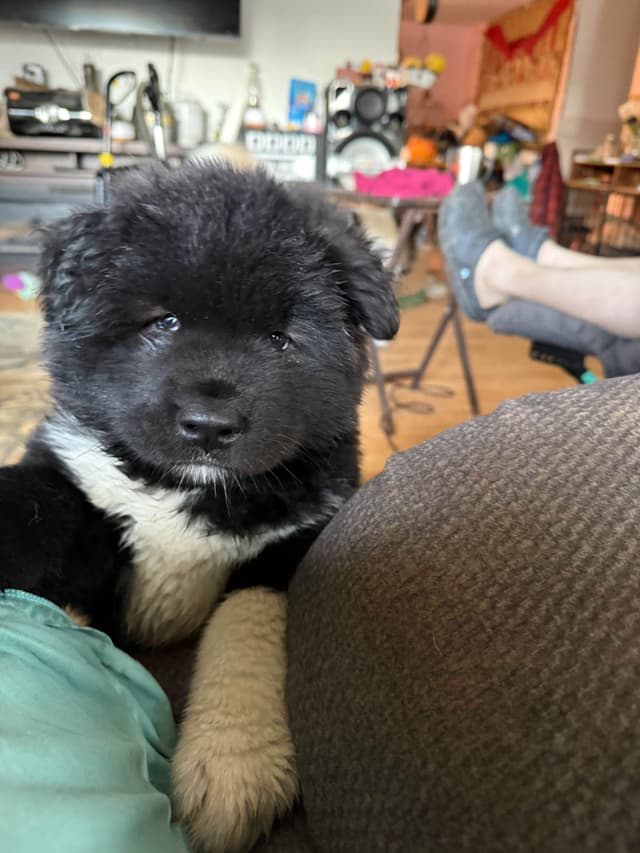 Akita Puppies media 8