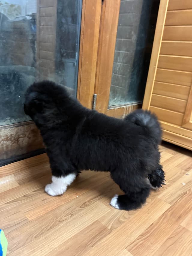 Akita Puppies media 9