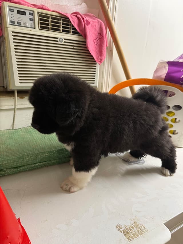 Akita Puppies media 10