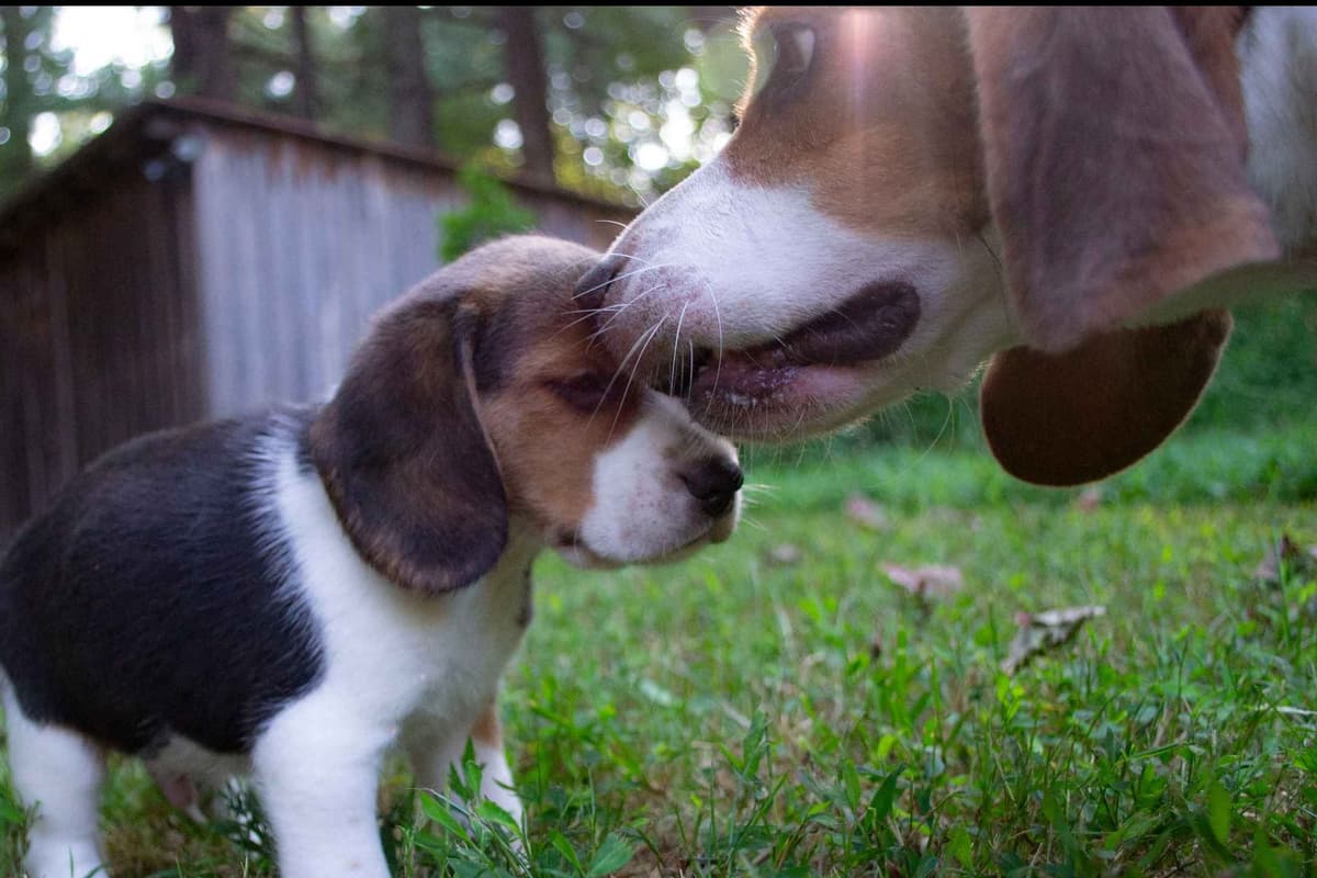 Tri-colored 15” Beagle Puppies breeder image 1