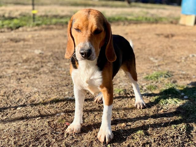 Tri-colored 15” Beagle Puppies media 13