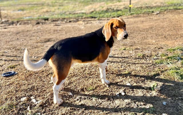 Tri-colored 15” Beagle Puppies media 14