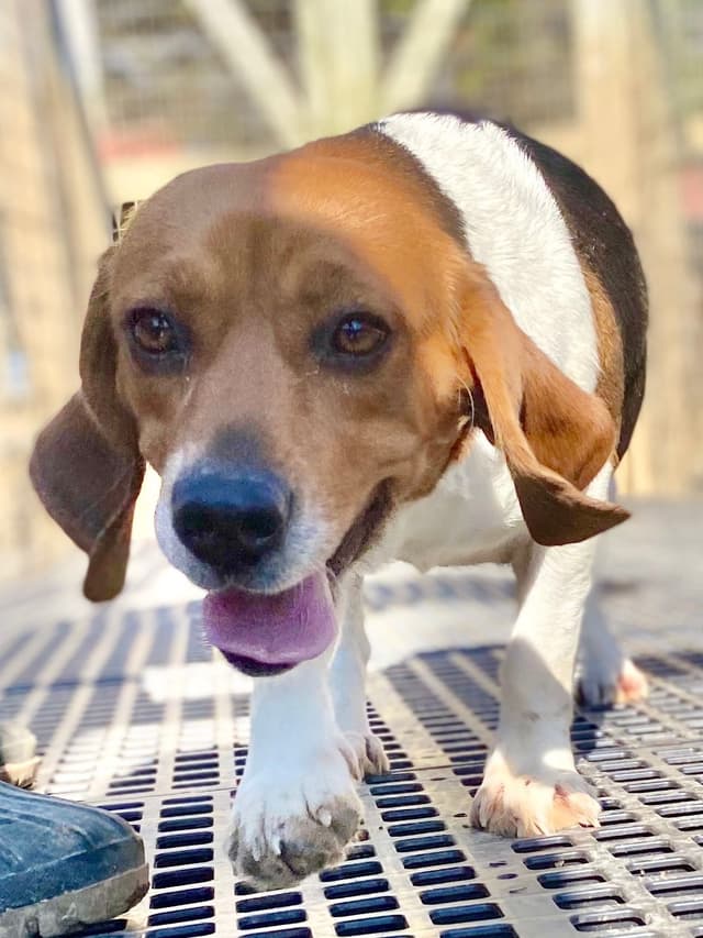 Tri-colored 15” Beagle Puppies media 15