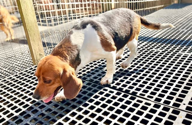 Tri-colored 15” Beagle Puppies media 16