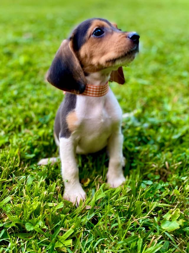 Tri-colored 15” Beagle Puppies media 7