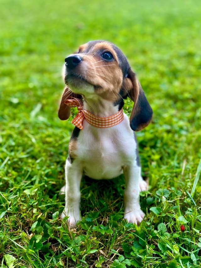 Tri-colored 15” Beagle Puppies media 8