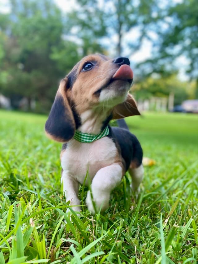 Tri-colored 15” Beagle Puppies media 9