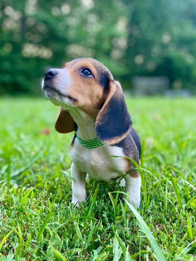 Tri-colored 15” Beagle Puppies media 10
