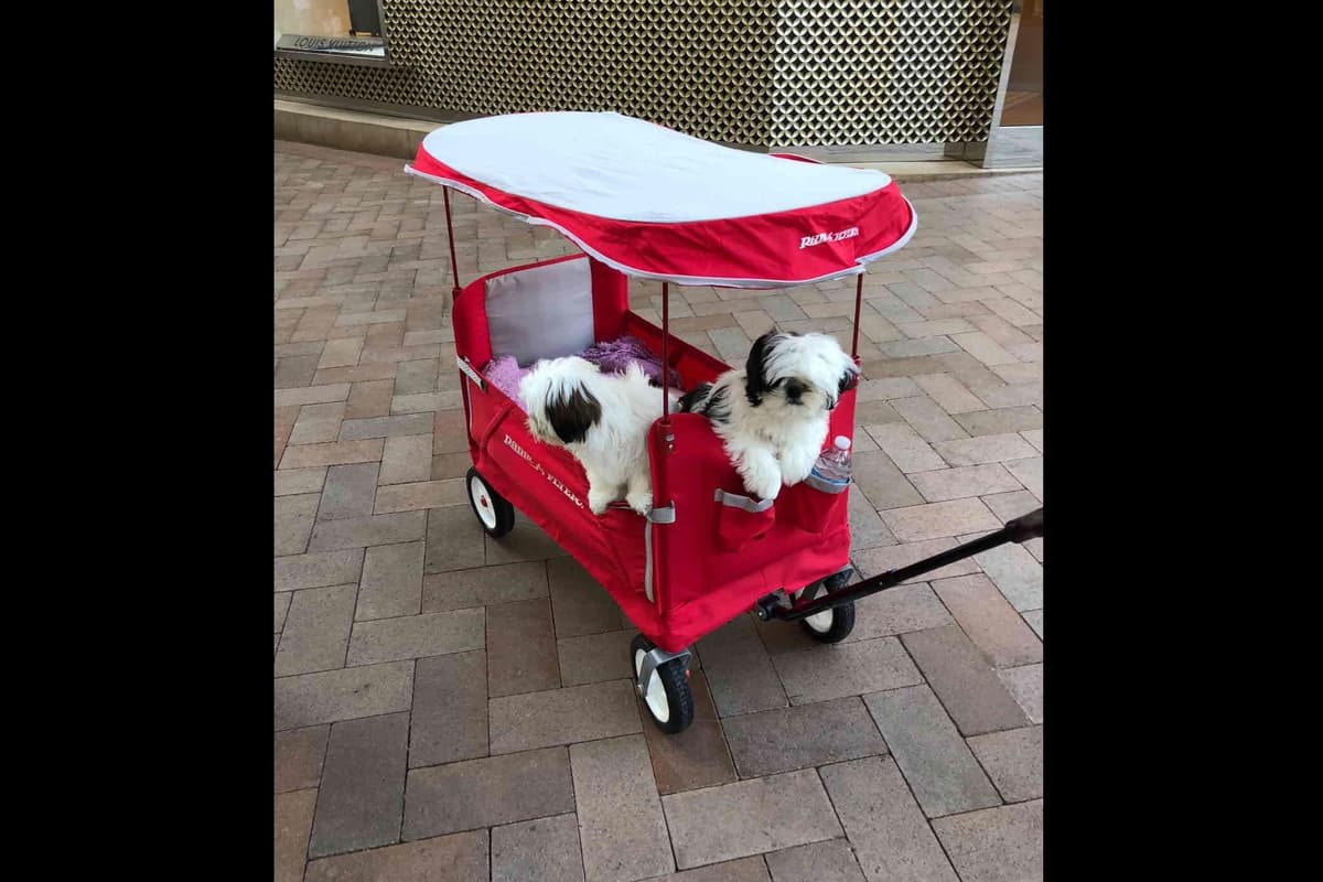 Shih Tzu Puppies breeder image 23