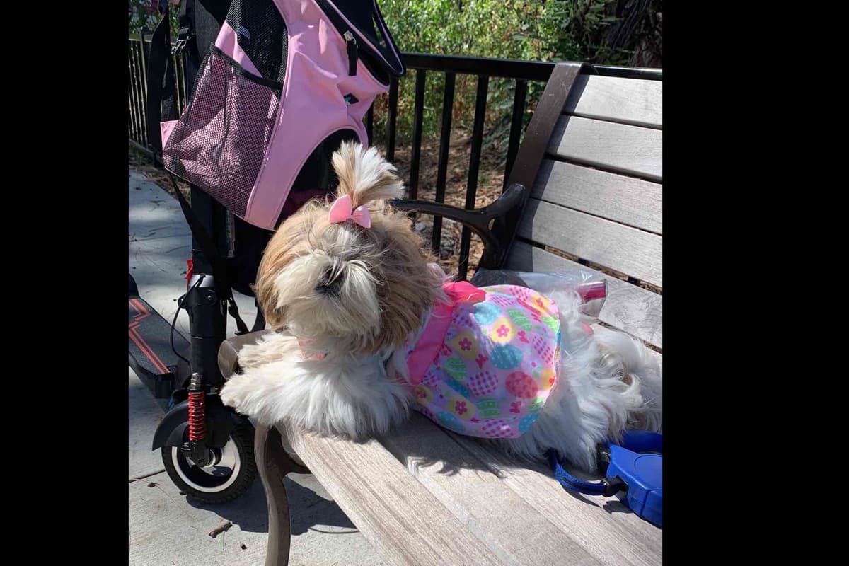 Shih Tzu Puppies breeder image 15