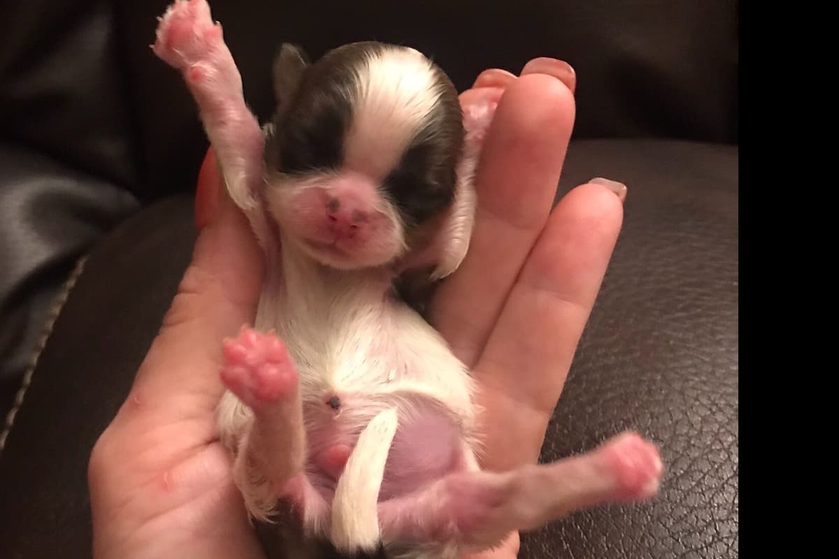 Shih Tzu Puppies breeder image 18