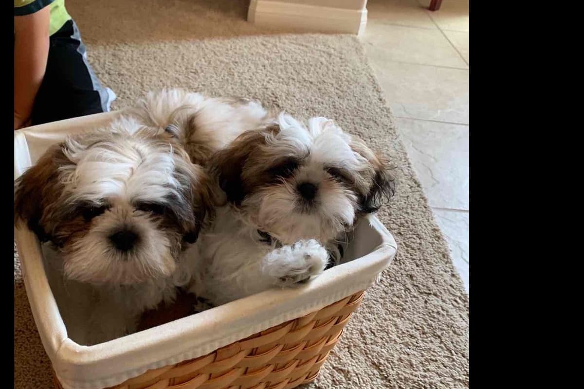 Shih Tzu Puppies breeder image 17