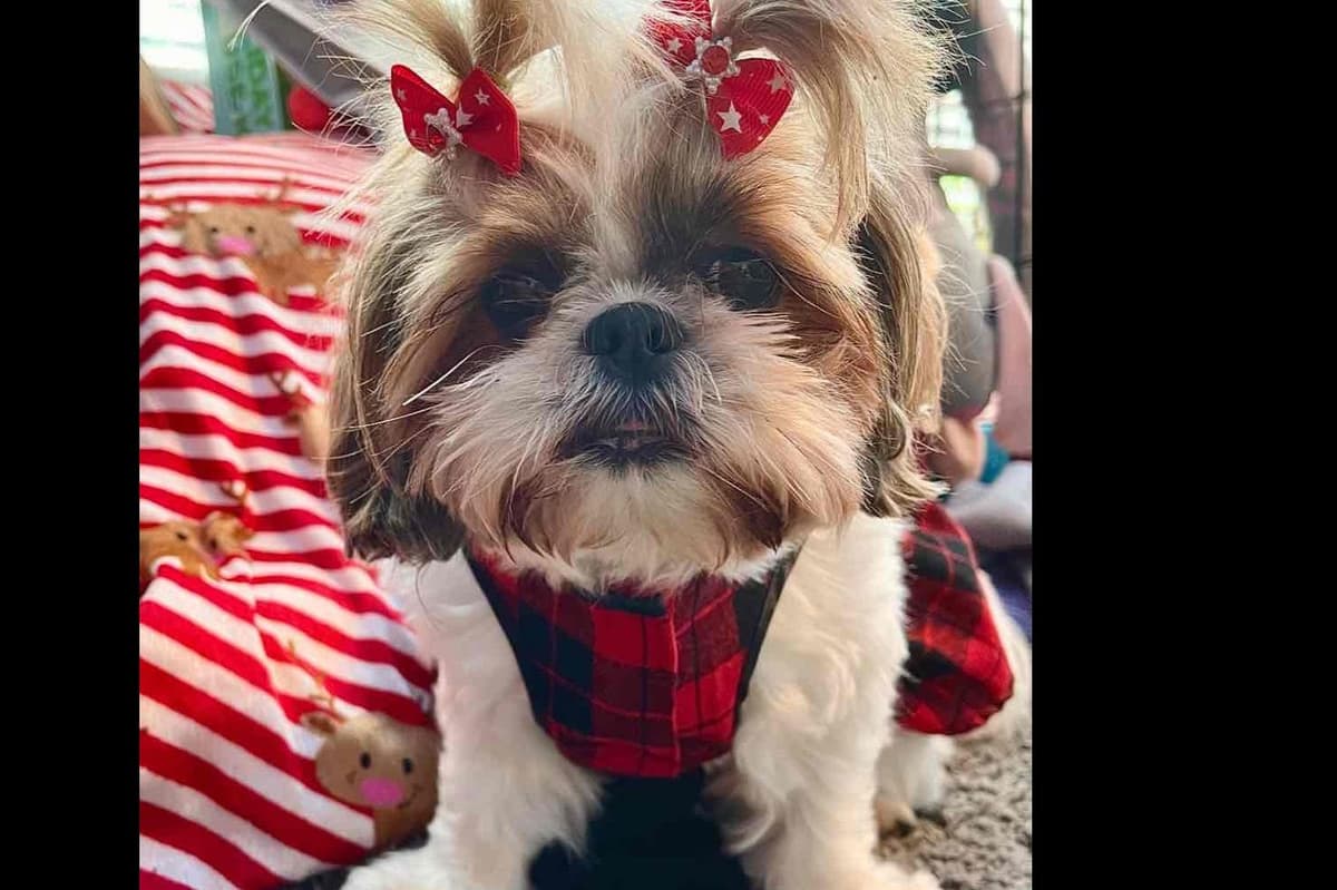 Shih Tzu Puppies breeder image 14