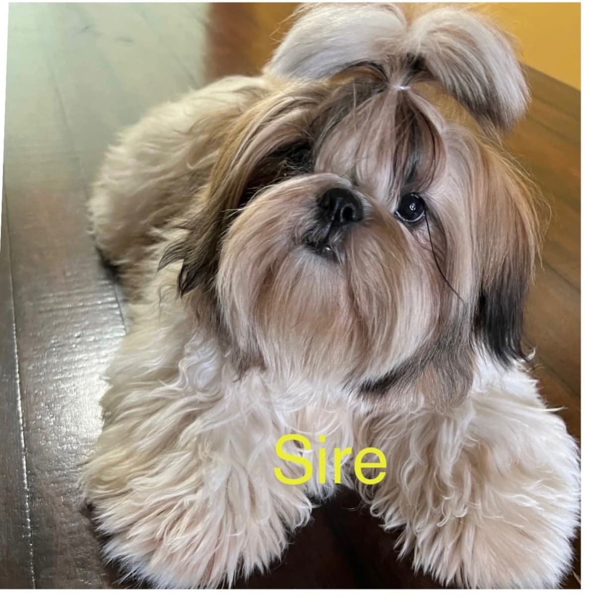 Shih Tzu Puppies breeder image 8