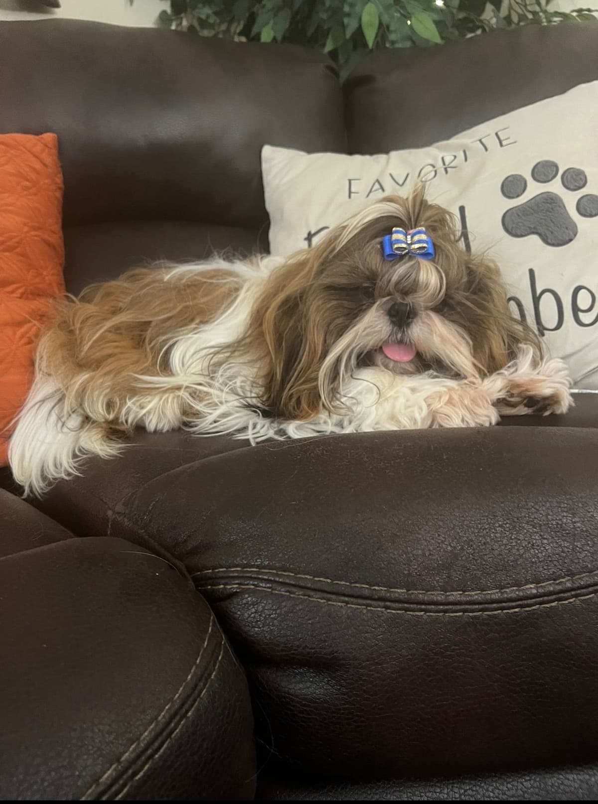 Shih Tzu Puppies breeder image 10