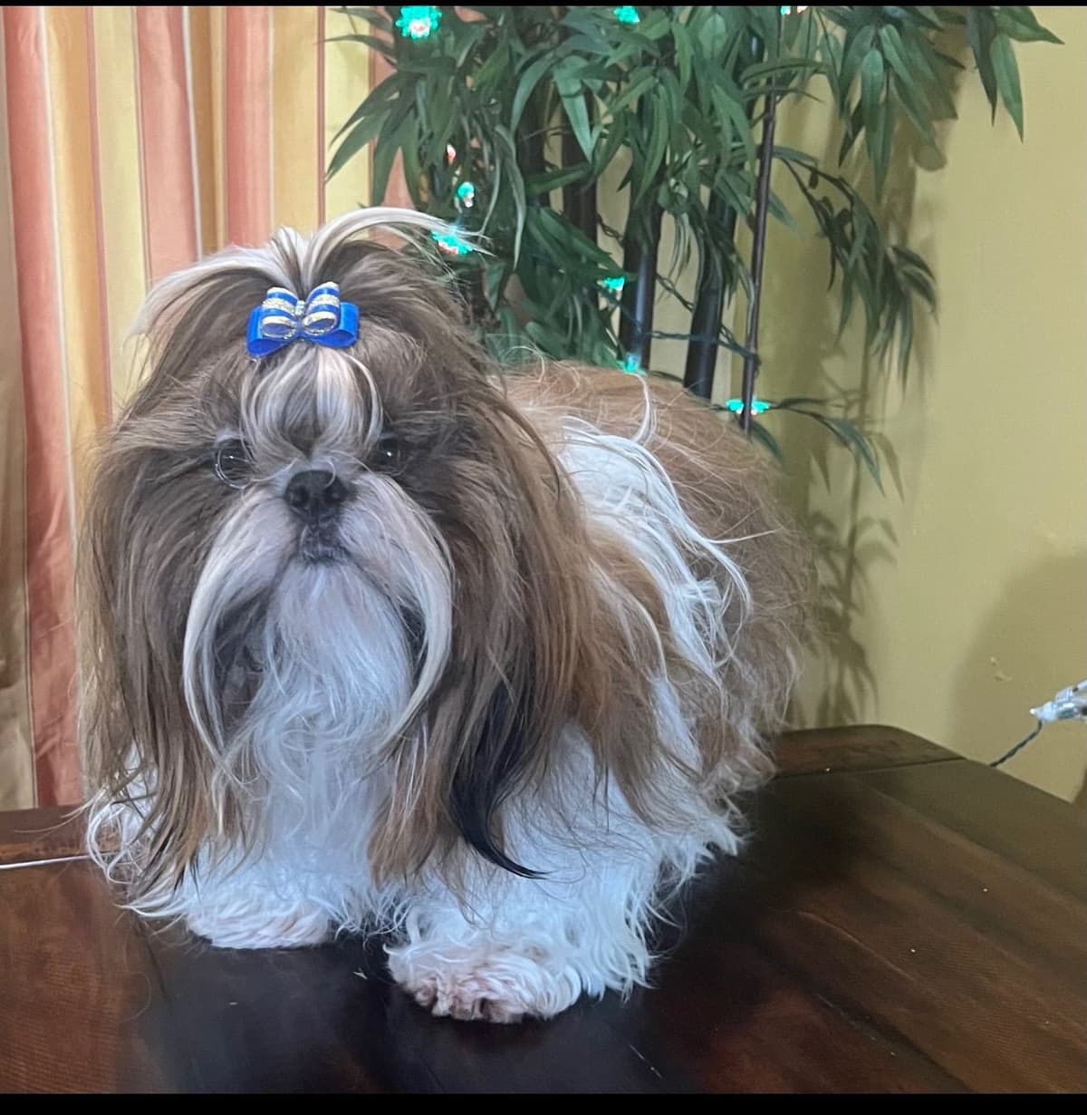 Shih Tzu Puppies breeder image 7