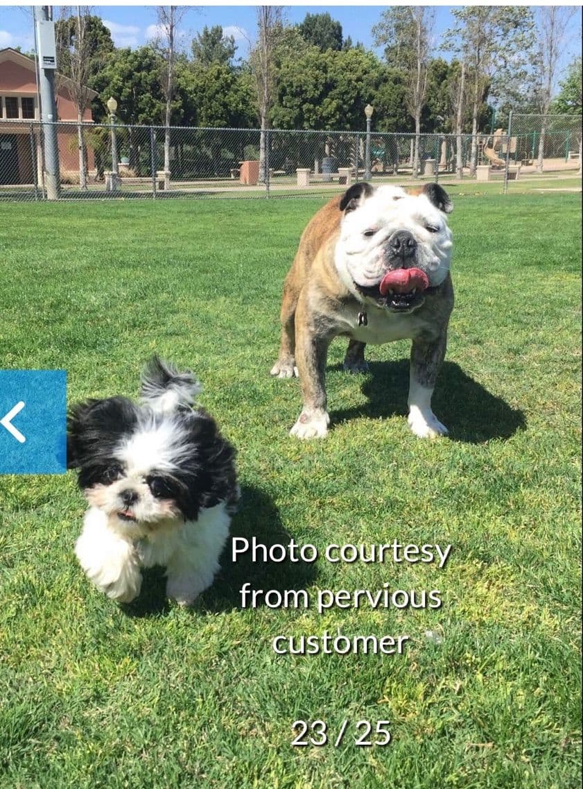 Shih Tzu Puppies breeder image 27