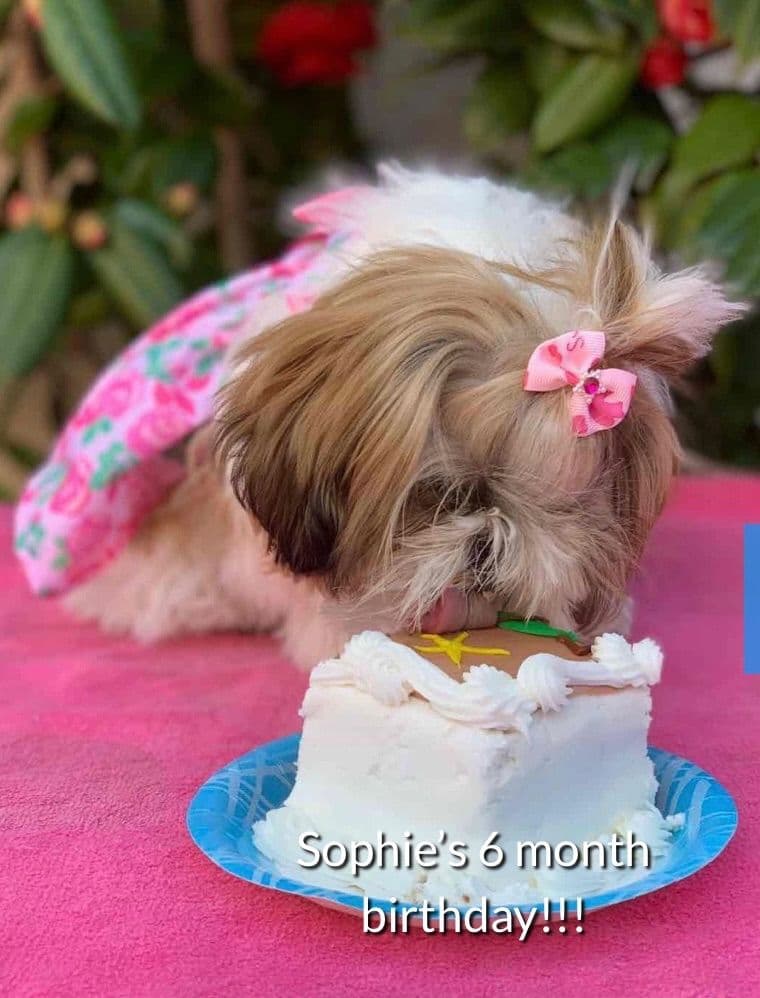 Shih Tzu Puppies breeder image 19