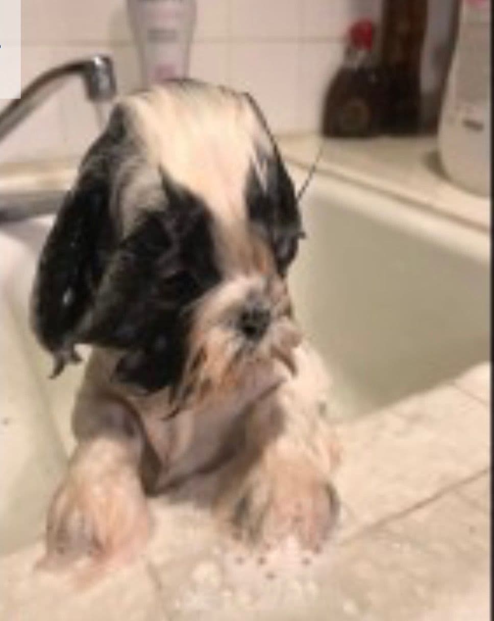 Shih Tzu Puppies breeder image 22