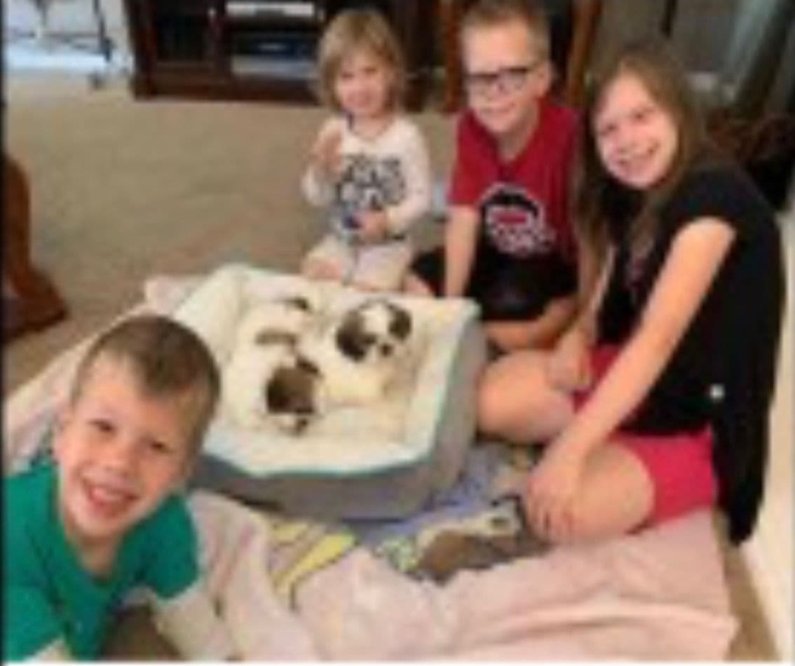 Shih Tzu Puppies breeder image 21