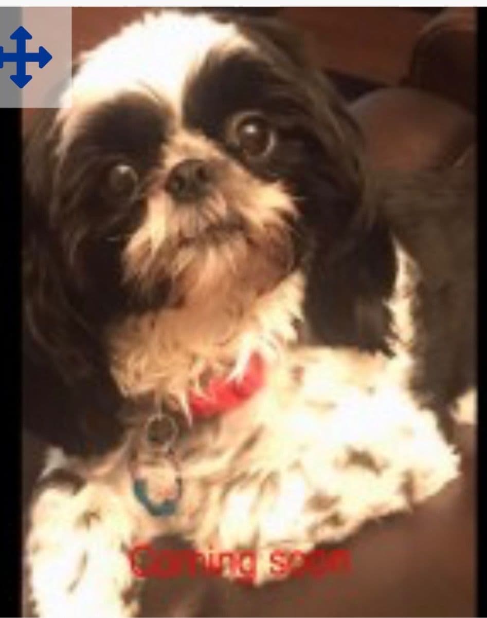 Shih Tzu Puppies breeder image 12