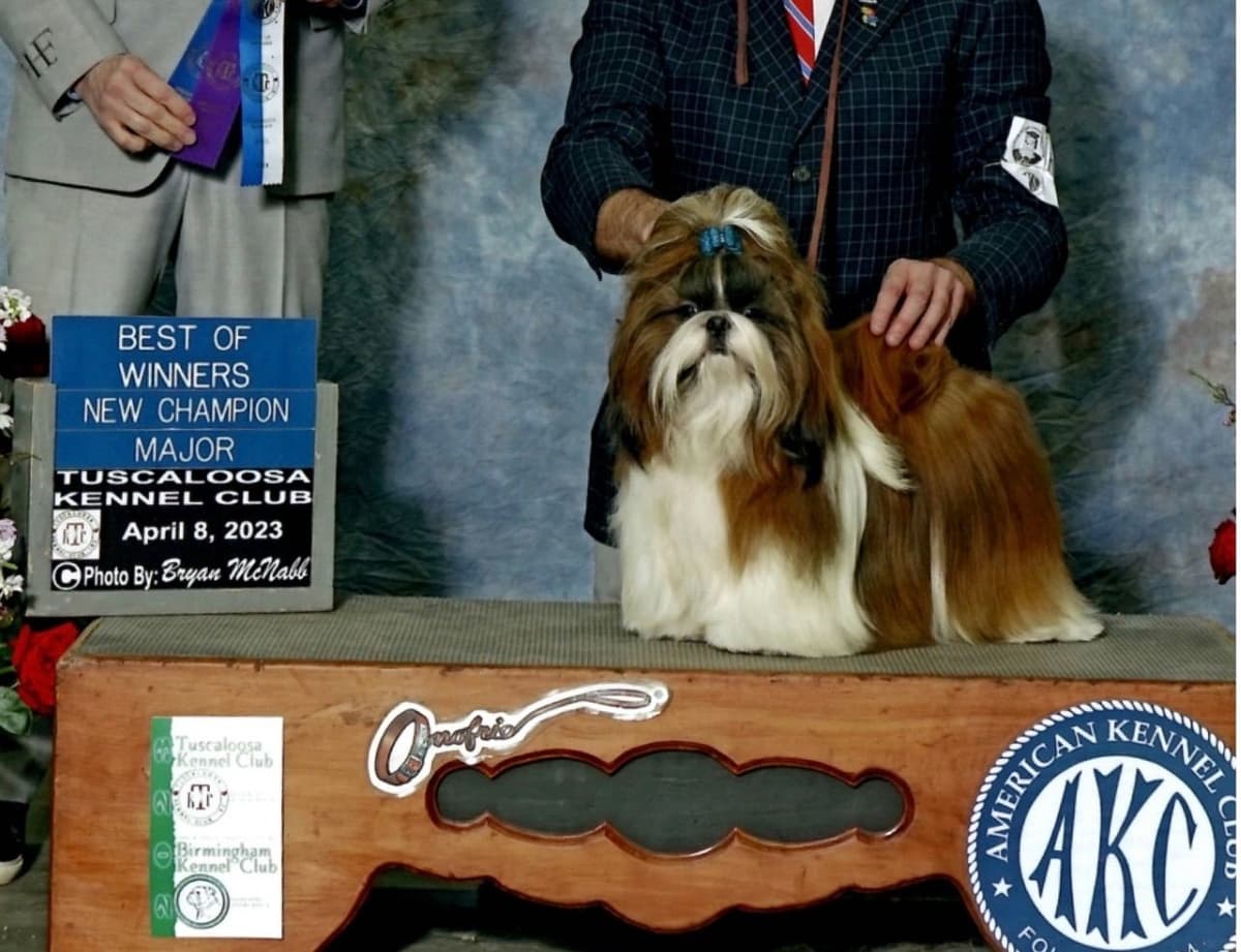 Shih Tzu Puppies breeder image 1
