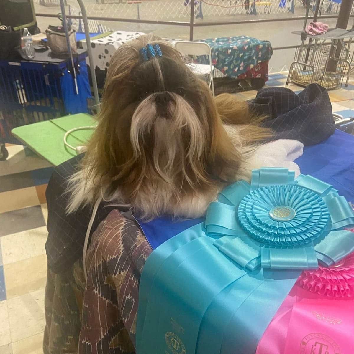 Shih Tzu Puppies breeder image 2