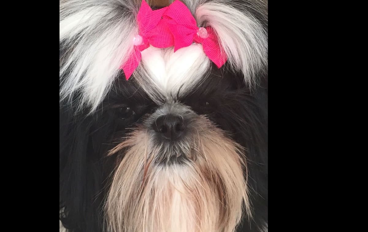 Shih Tzu Puppies breeder image 24
